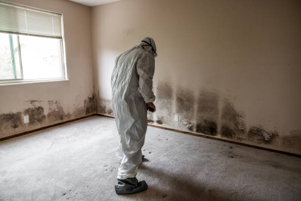 Best Emergency Mold Remediation  in Cleveland Heights, OH